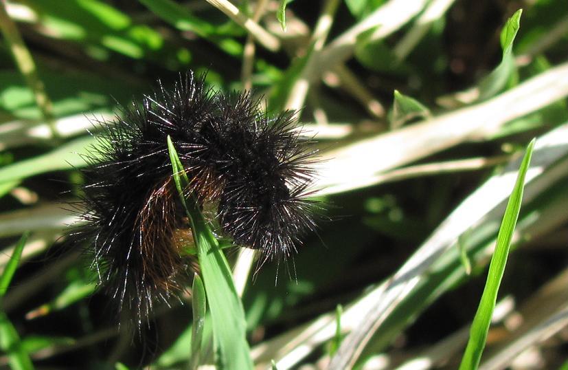 Bruco da ID - Hyphoraia  testudinaria